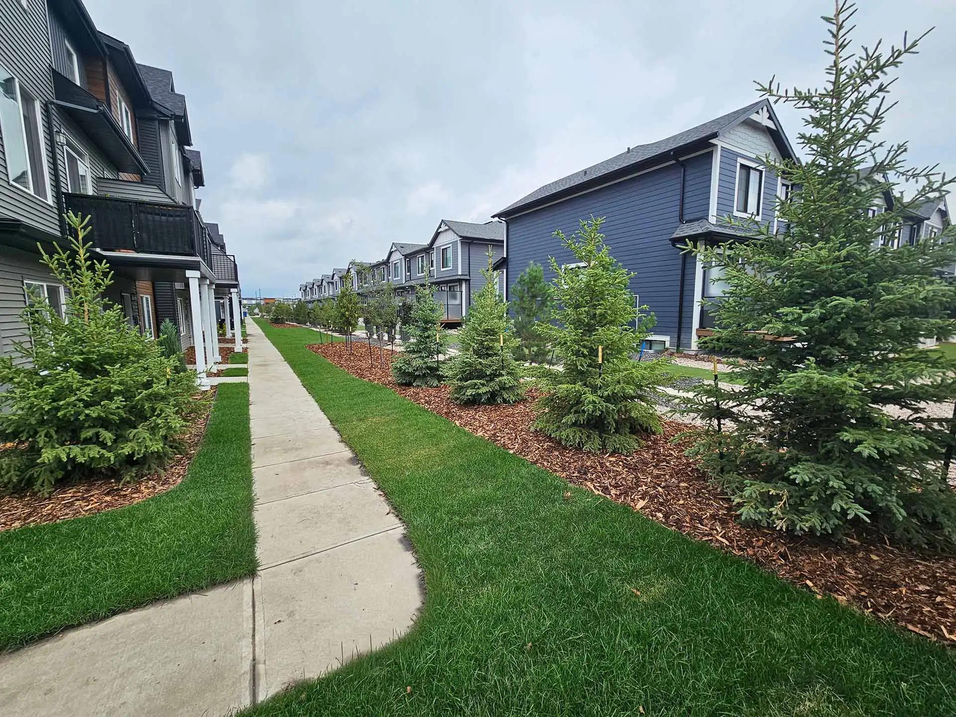 Townhouse condominium grounds with mulched beds and young evergreens